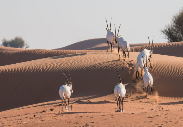 antelope