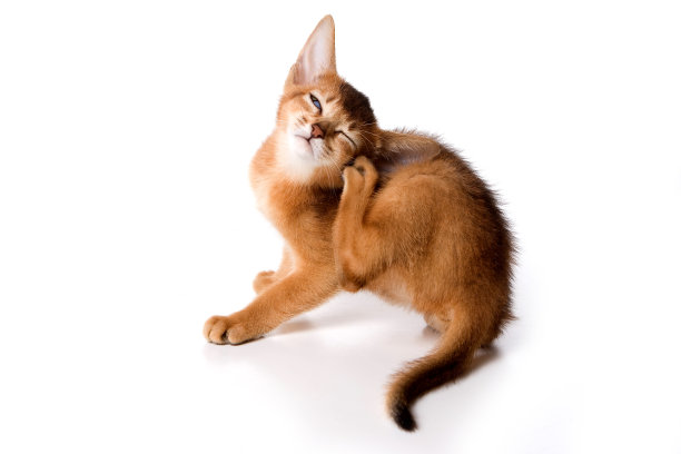 abyssinian猫