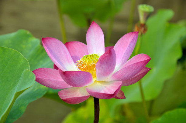 荷花莲子夏至夏天