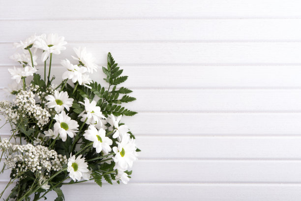 纯洁白色菊花