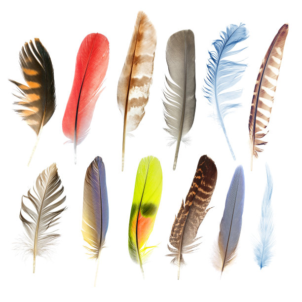 feather