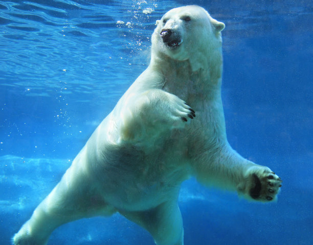 游动北极熊