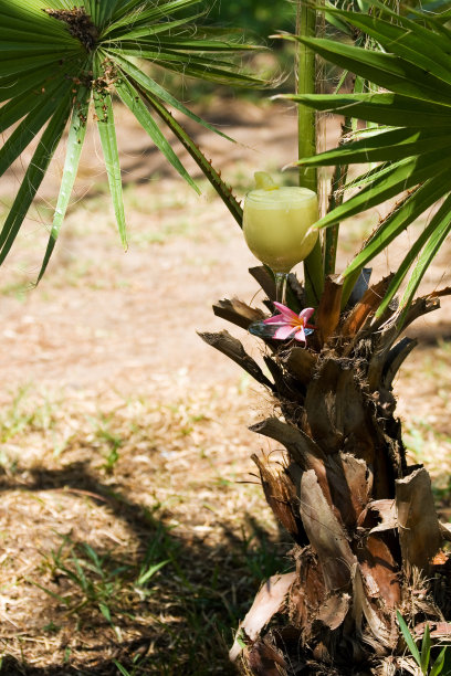 菠萝椰子树