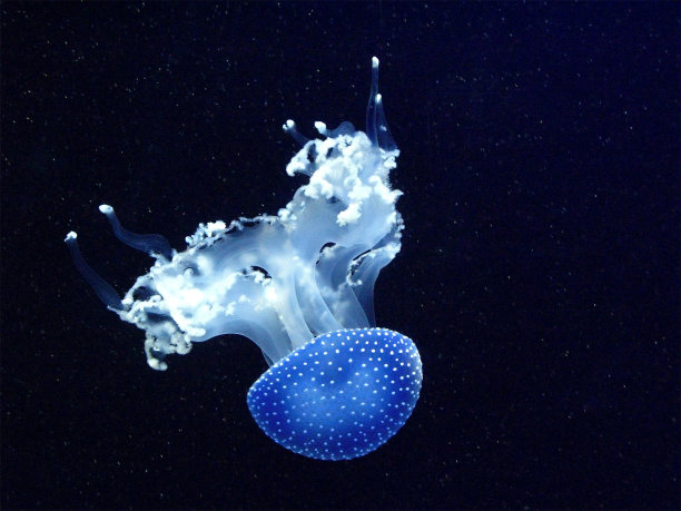 jellyfish
