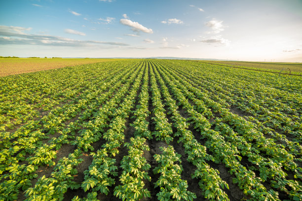 potatoes
