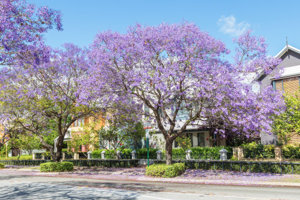 jacaranda