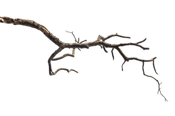 branch
