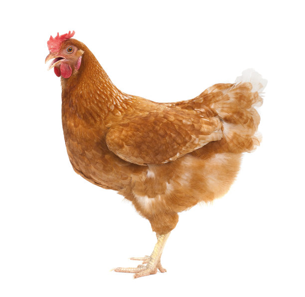 hen