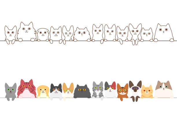 abyssinian猫