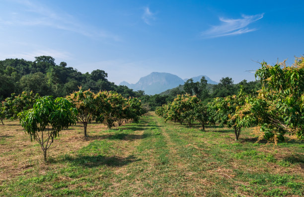orchard
