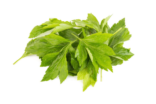 mugwort