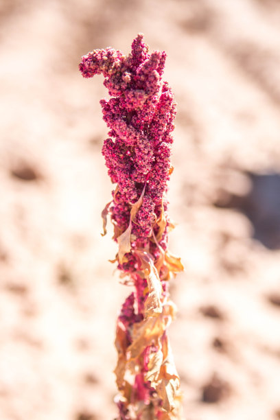 quinoa