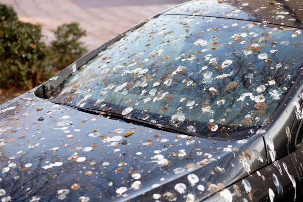 windscreen