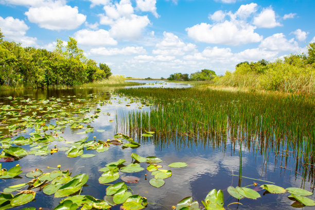 wetland