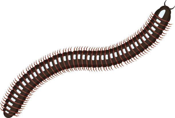 millipede