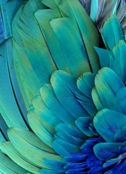 feather