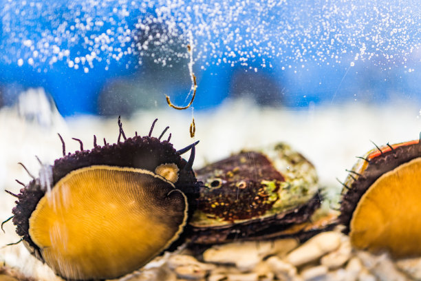 abalone