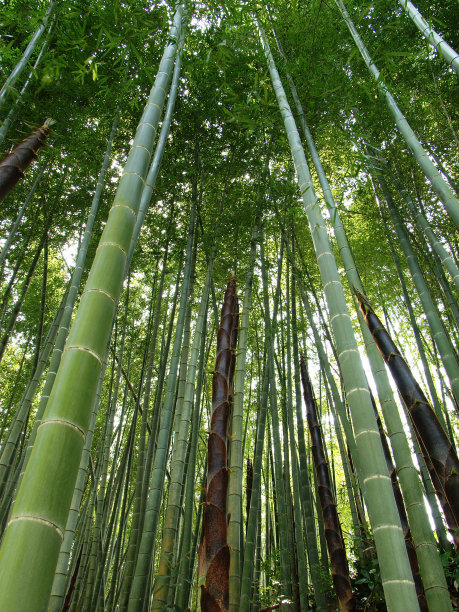 竹,竹林,笋