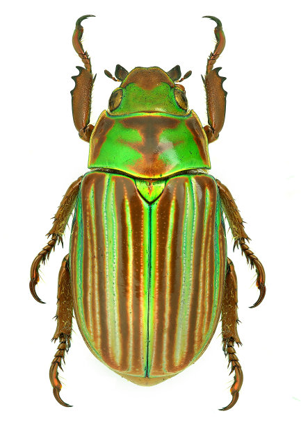 beetles