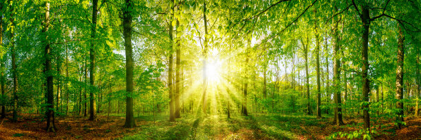 阳光照射下的森林