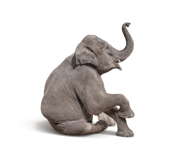 elephant