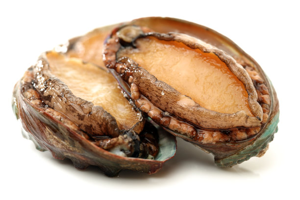 abalone