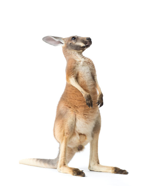 kangaroo
