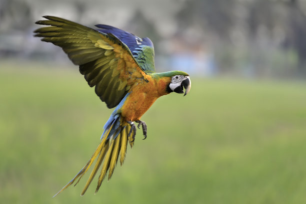 macaw