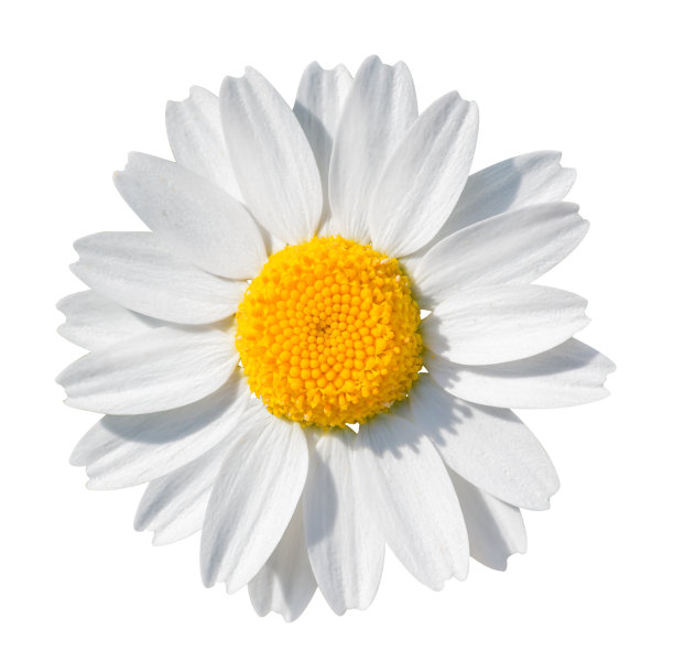 camomiles