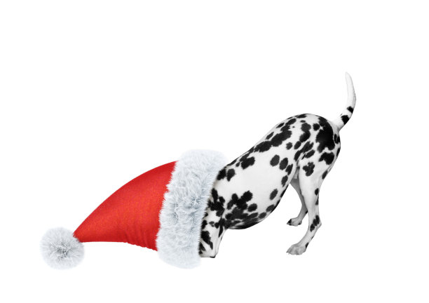 dalmatian