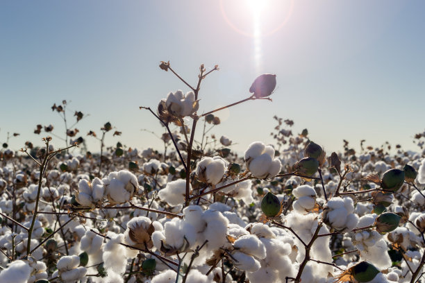cotton