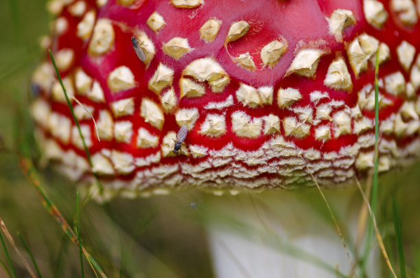 amanitaceae