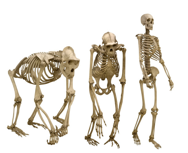 skeleton