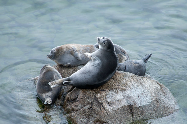 seal