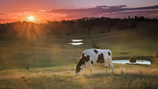 cow