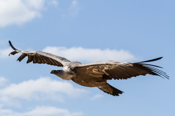 buzzard