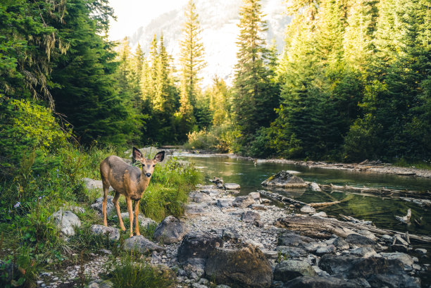 wildlife