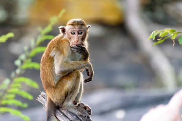 monkey