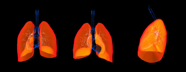 细支气管,胸部,肺叶
