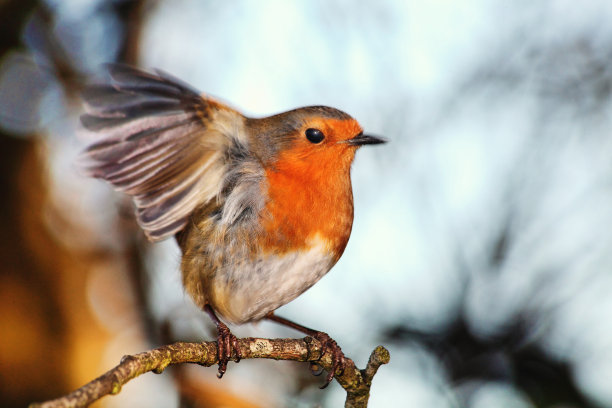 robin-chat