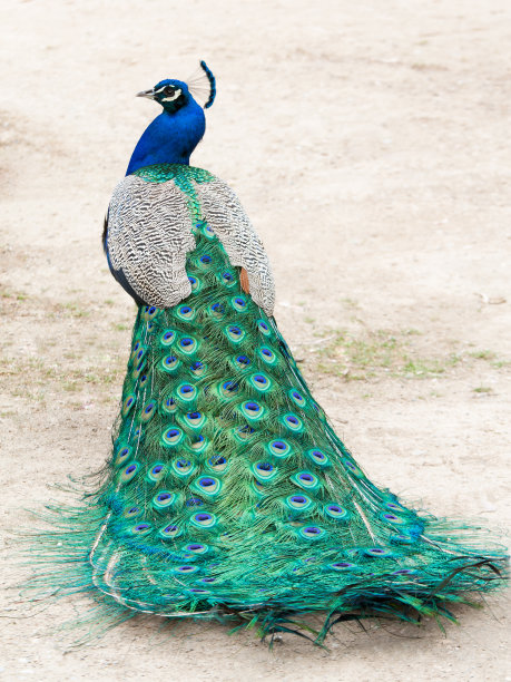 peacock