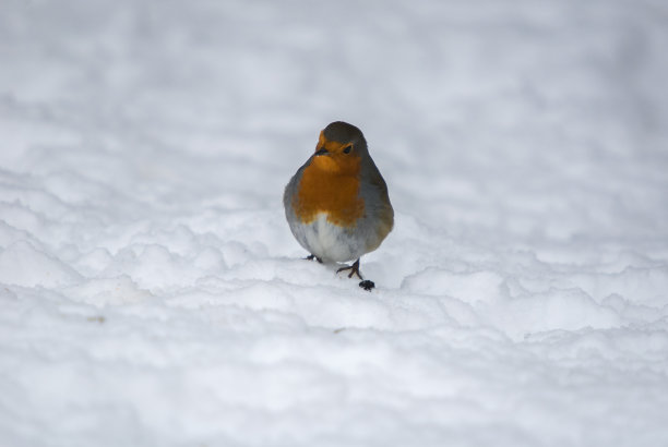 robin-chat