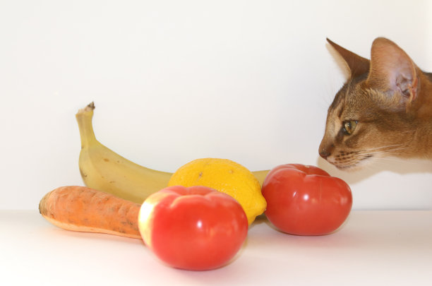 abyssinian猫