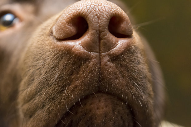 动物鼻子
