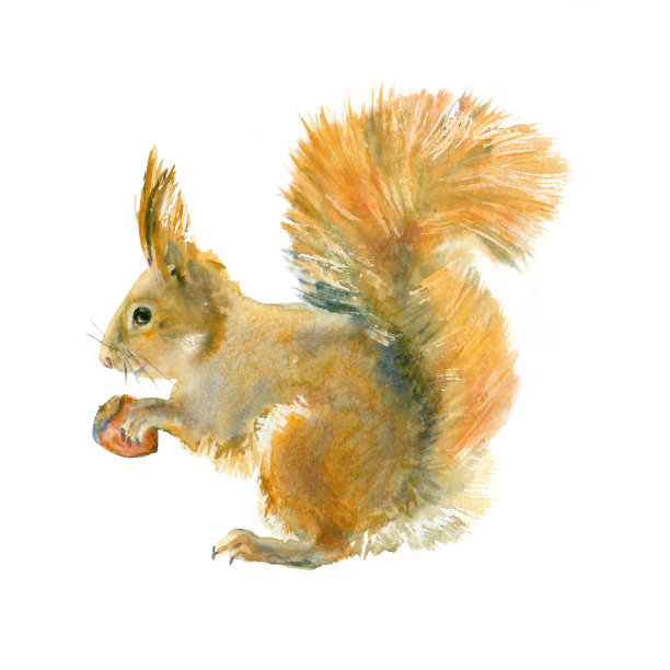 squirrel