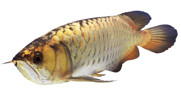 arowana