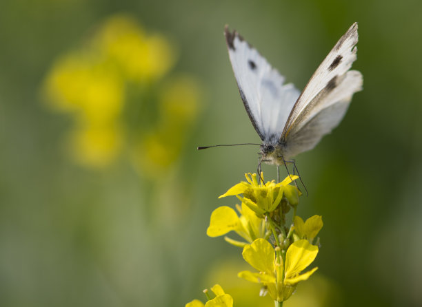 pieris