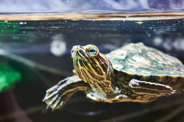 turtle