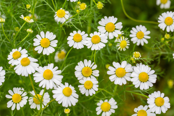 camomiles
