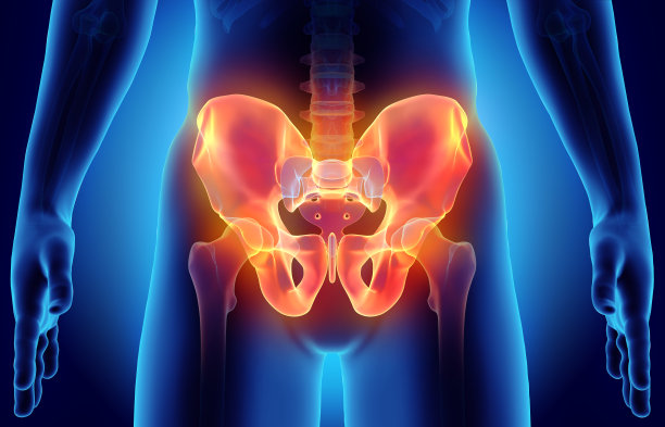 pelvis